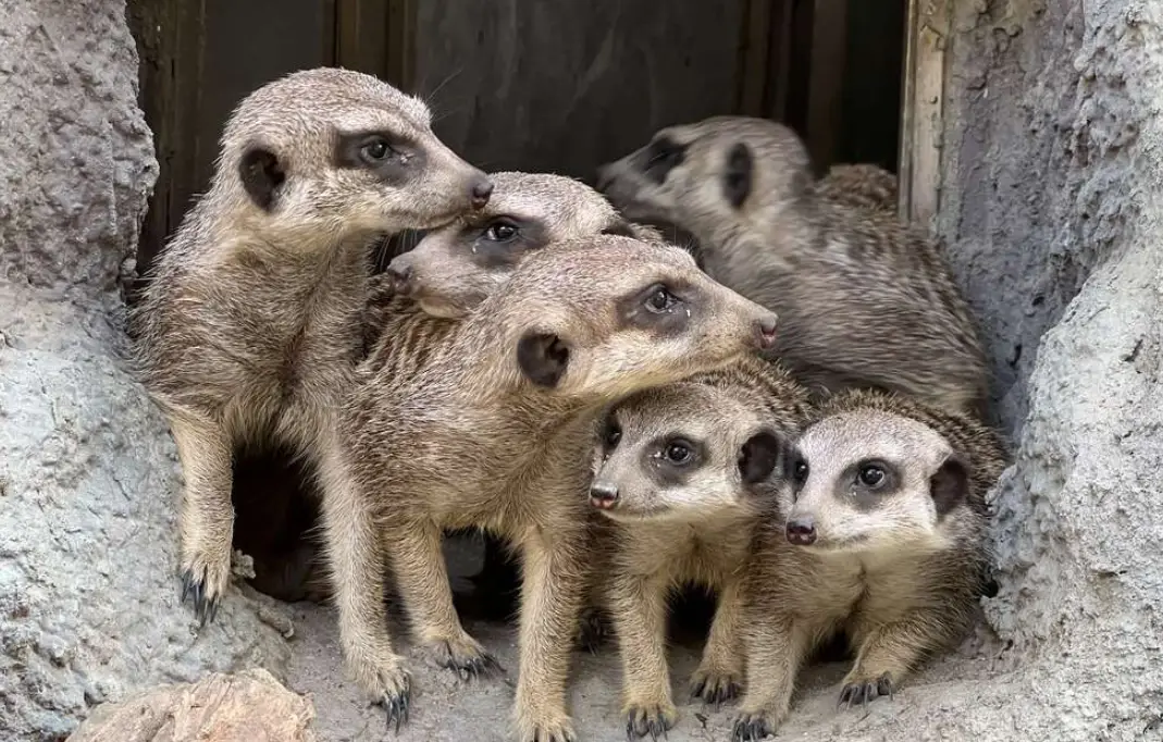壽山動物園門票