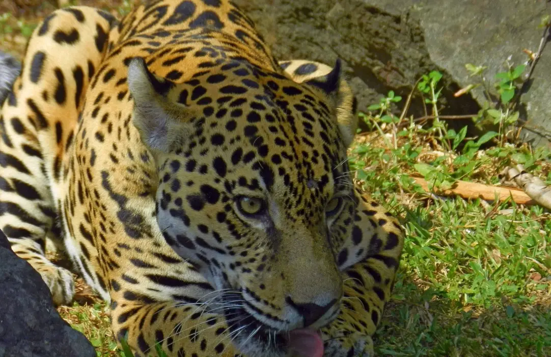 壽山動物園攻略