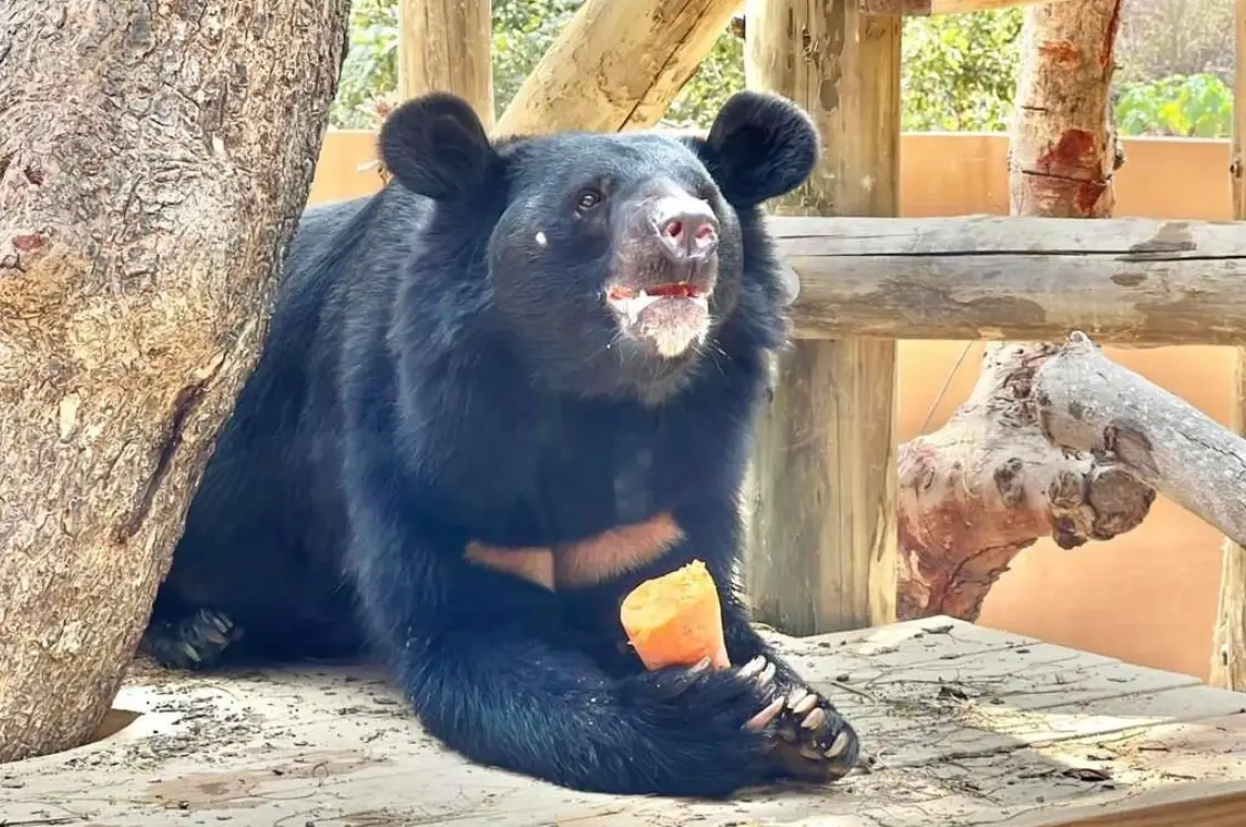 壽山動物園門票