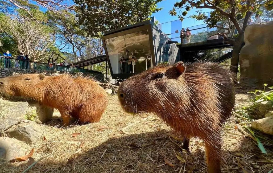 壽山動物園交通