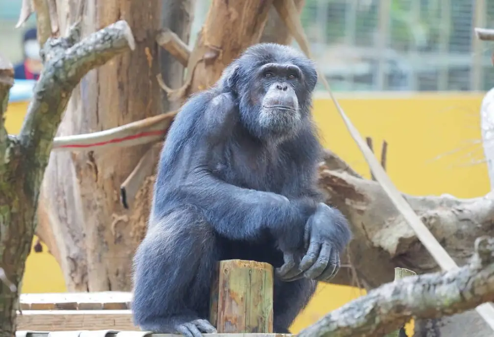 壽山動物園攻略