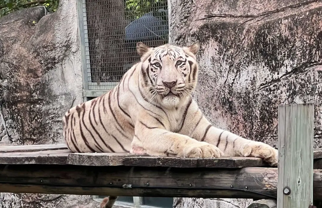 壽山動物園交通