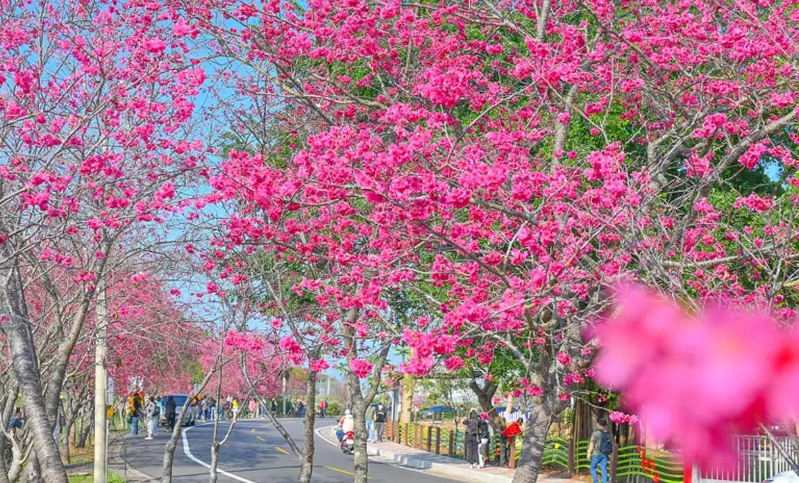 台中櫻花林