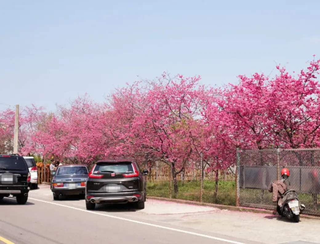避開人潮賞櫻路線