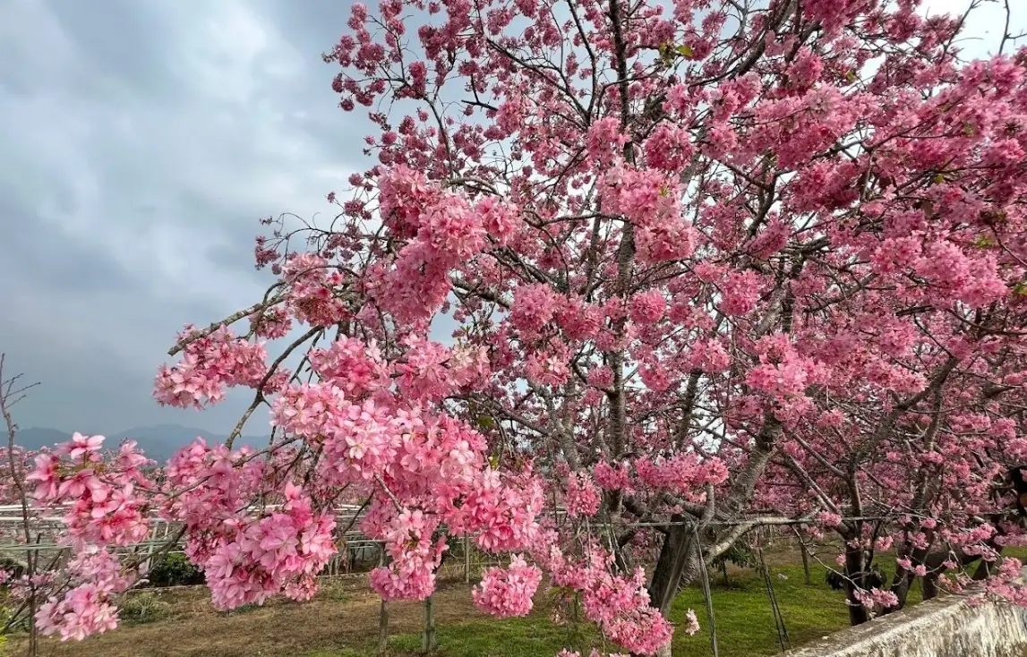 新社私房櫻花景點