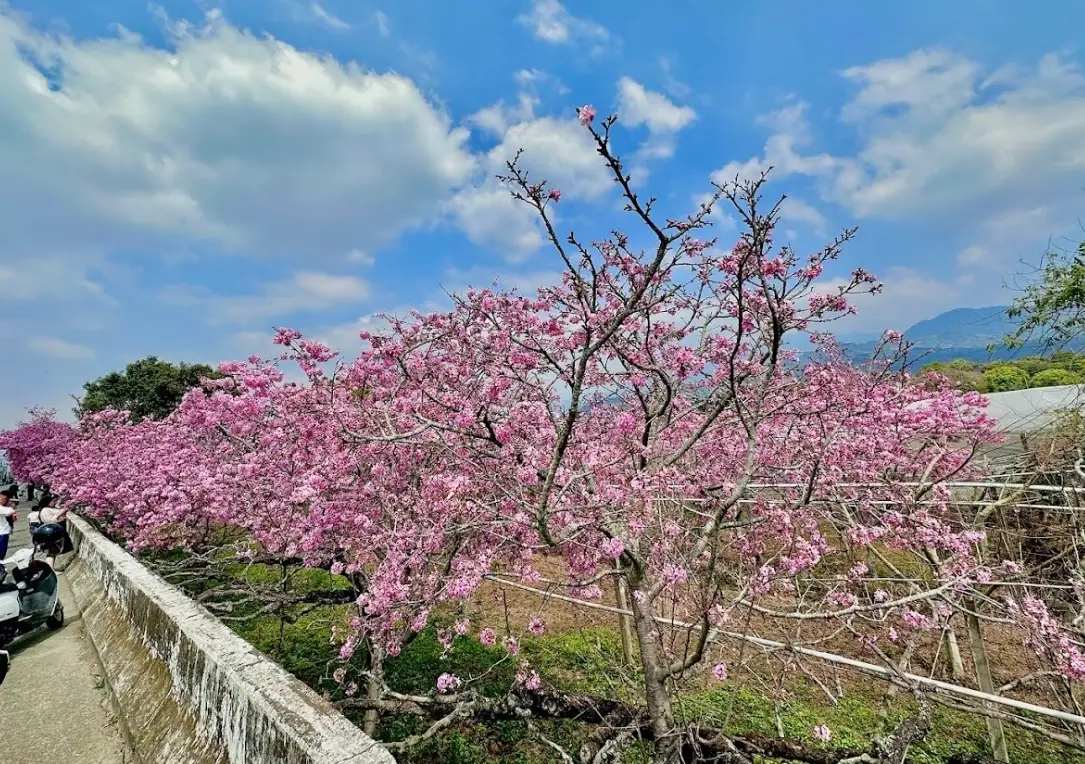 新社櫻花秘境交通