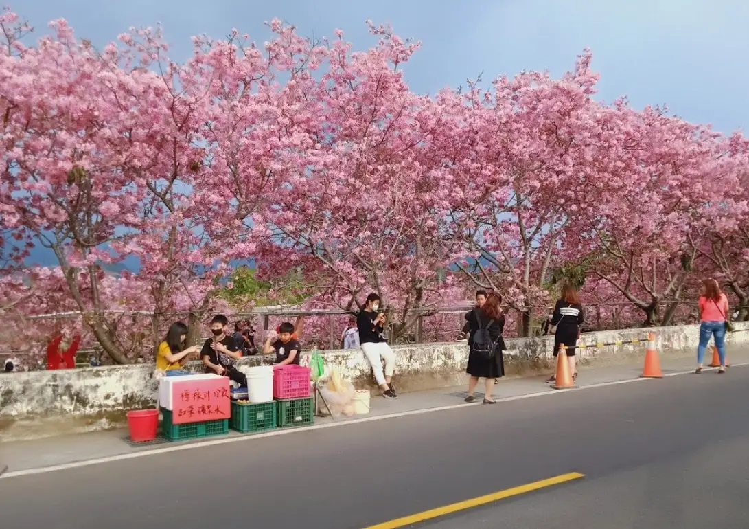 新社櫻花新秘境