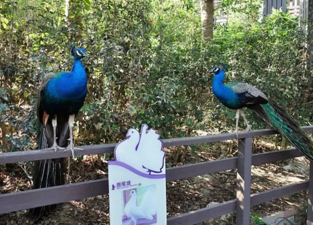 高雄壽山動物園攻略 高雄壽山動物園攻略