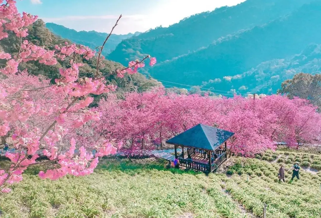 避開人潮賞櫻路線