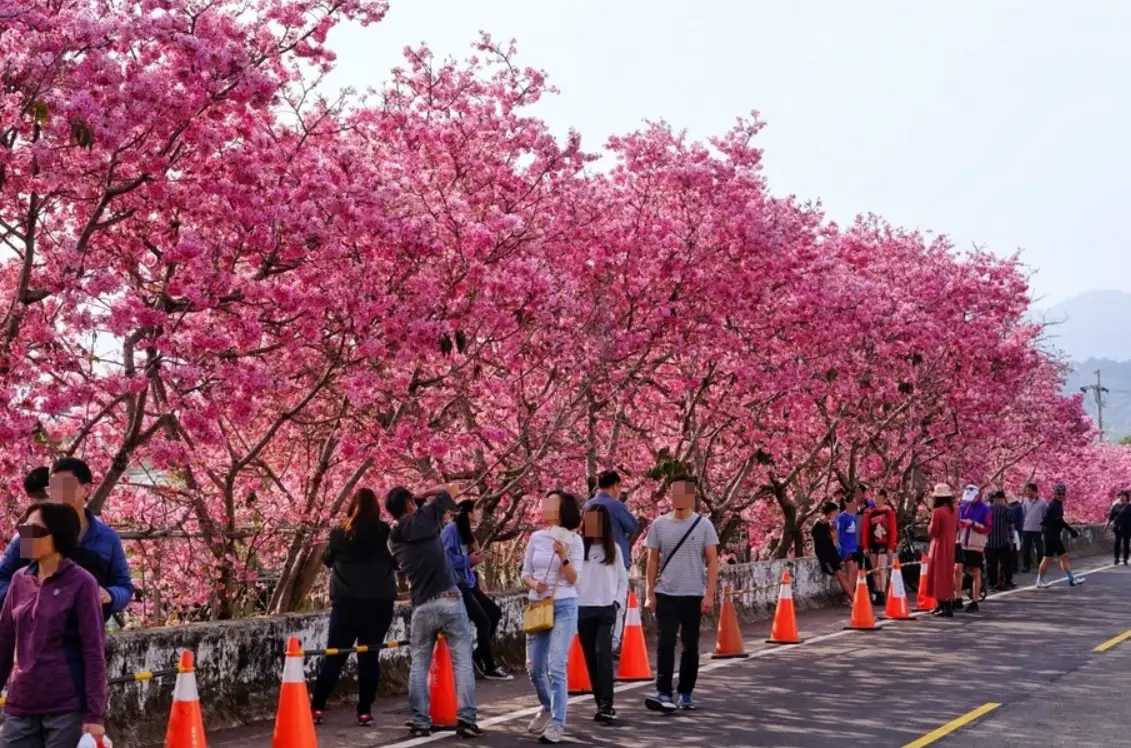 新社私房櫻花景點