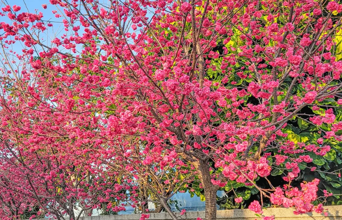 新社櫻花秘境交通