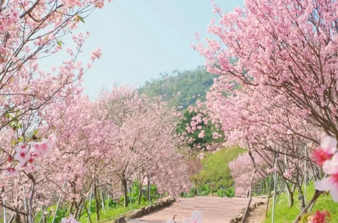 新社櫻花秘境交通