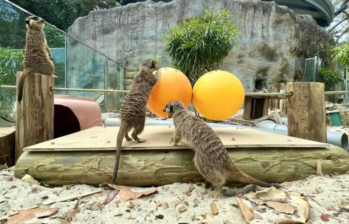 高雄壽山動物園攻略 高雄壽山動物園攻略