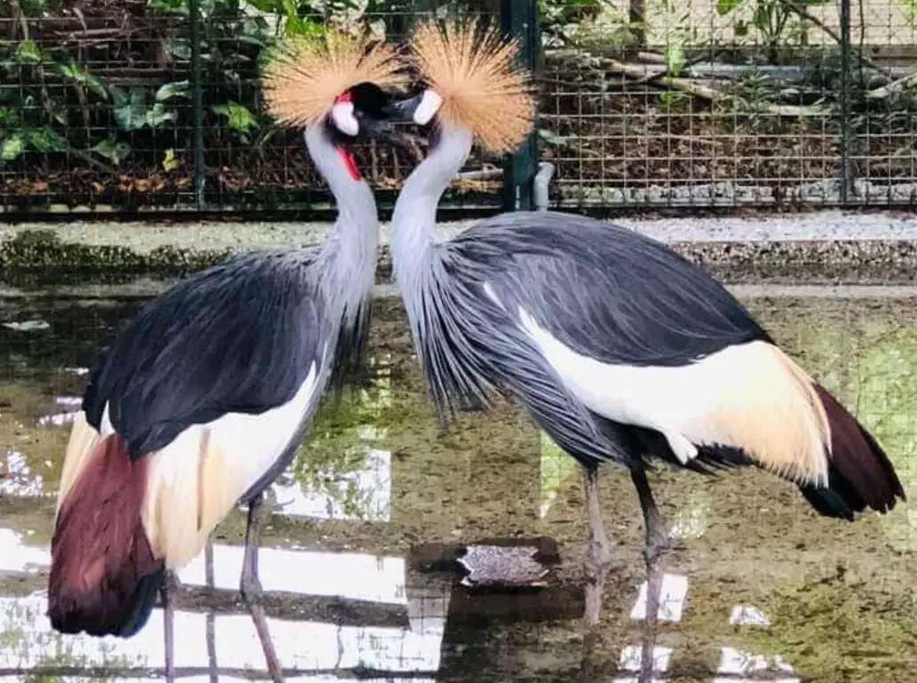 壽山動物園行程規劃 壽山動物園行程規劃