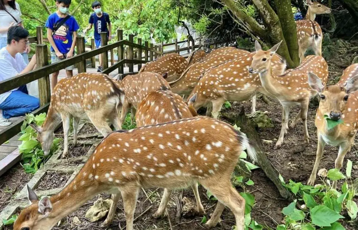 壽山動物園行程規劃 壽山動物園行程規劃