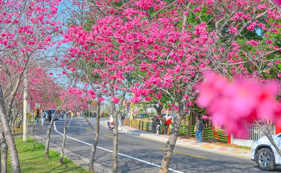 新社櫻木花道