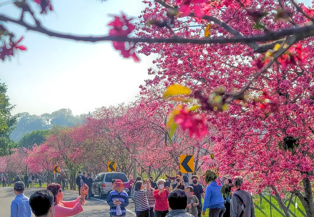 新社櫻花景點