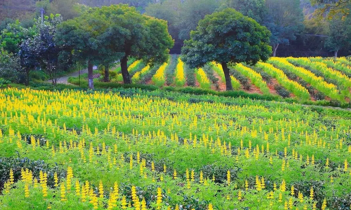 大北坑休閒農業區 好玩嗎 大北坑休閒農業區 好玩嗎