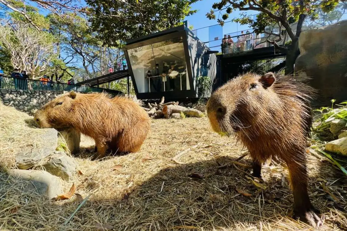 高雄動物園交通