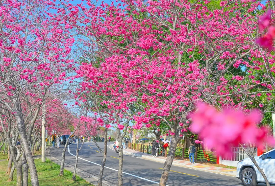 新社櫻花季