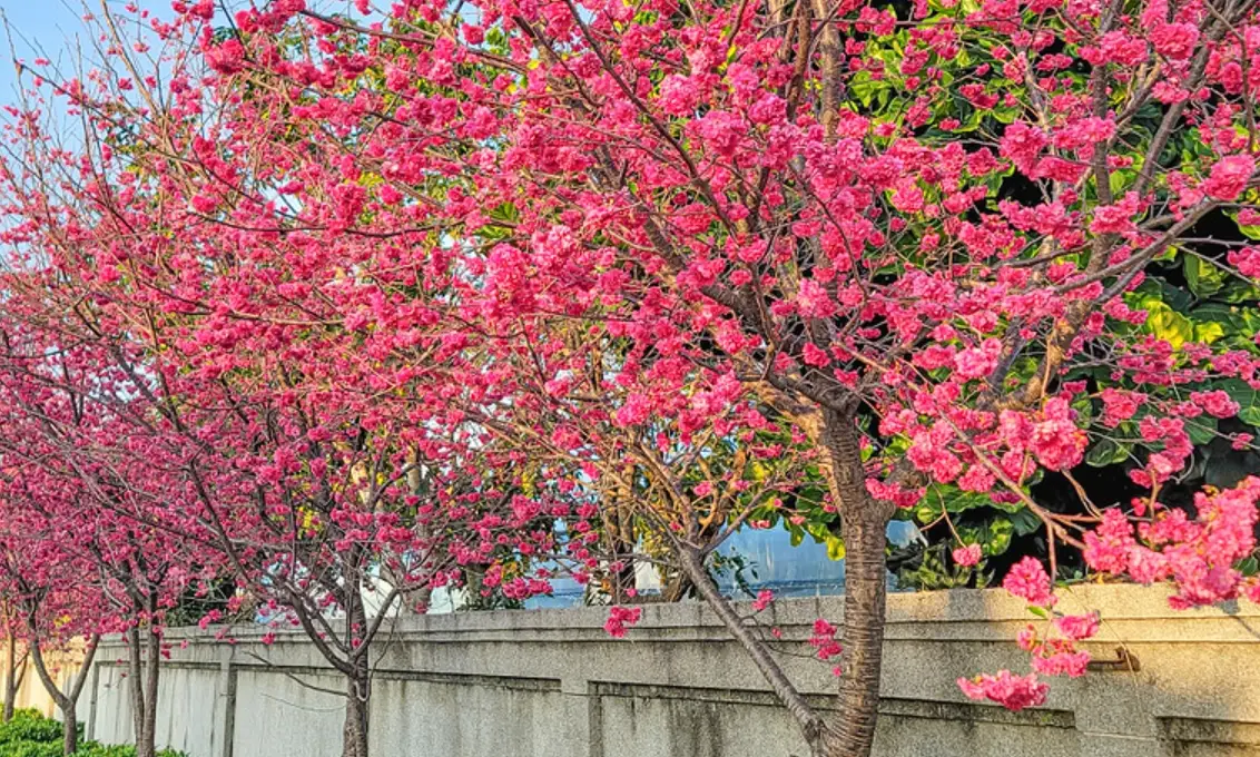 台中櫻花攻略