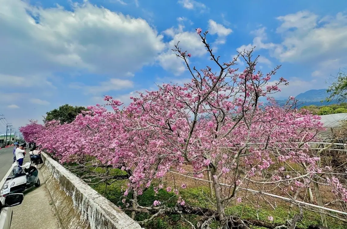 新社櫻花秘境
