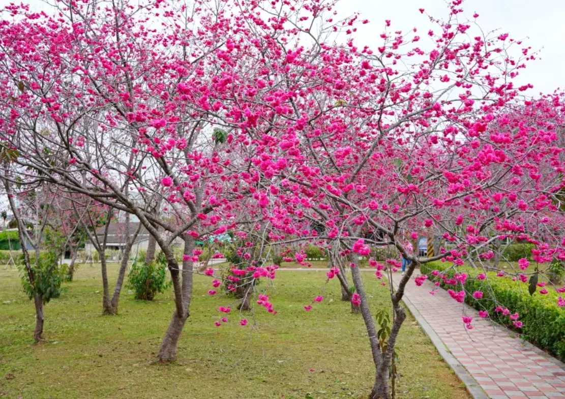 觀鳥地點 觀鳥地點