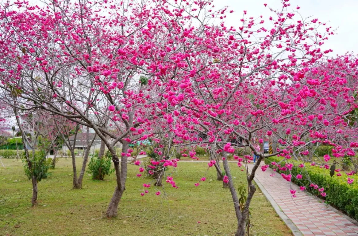 台中賞櫻景點
