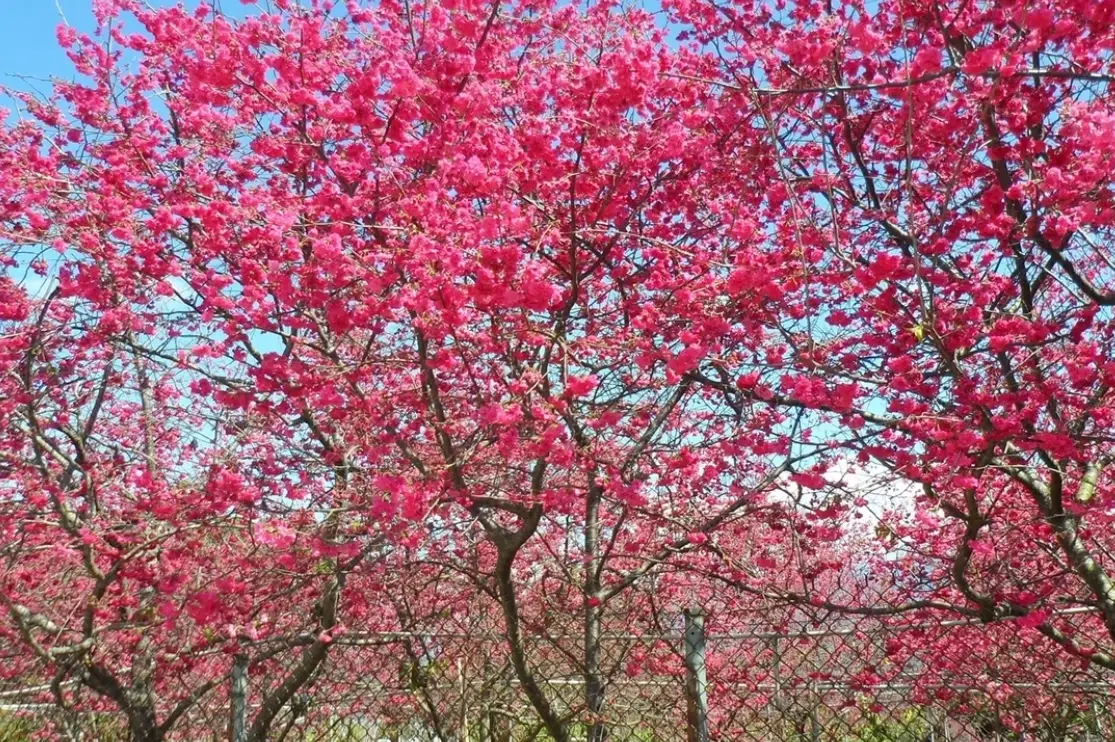 新社賞櫻景點