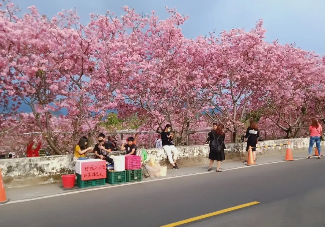 新社樱花新秘境