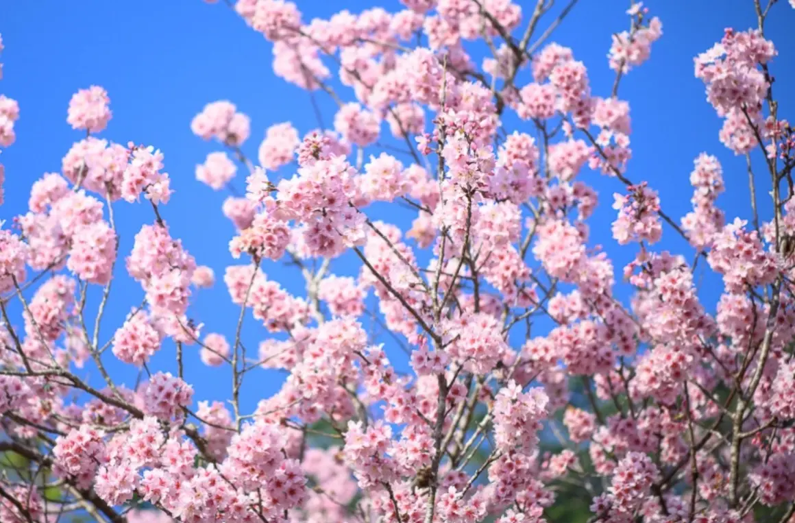 觀鳥地點 觀鳥地點
