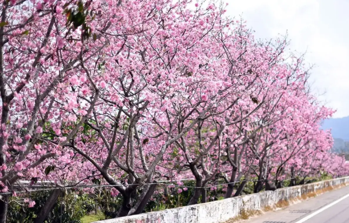 台中櫻花攻略