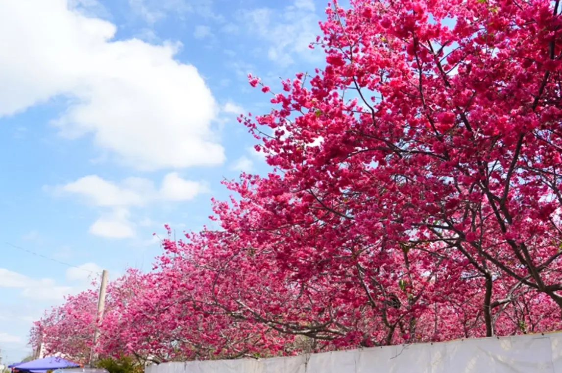 新社賞櫻景點