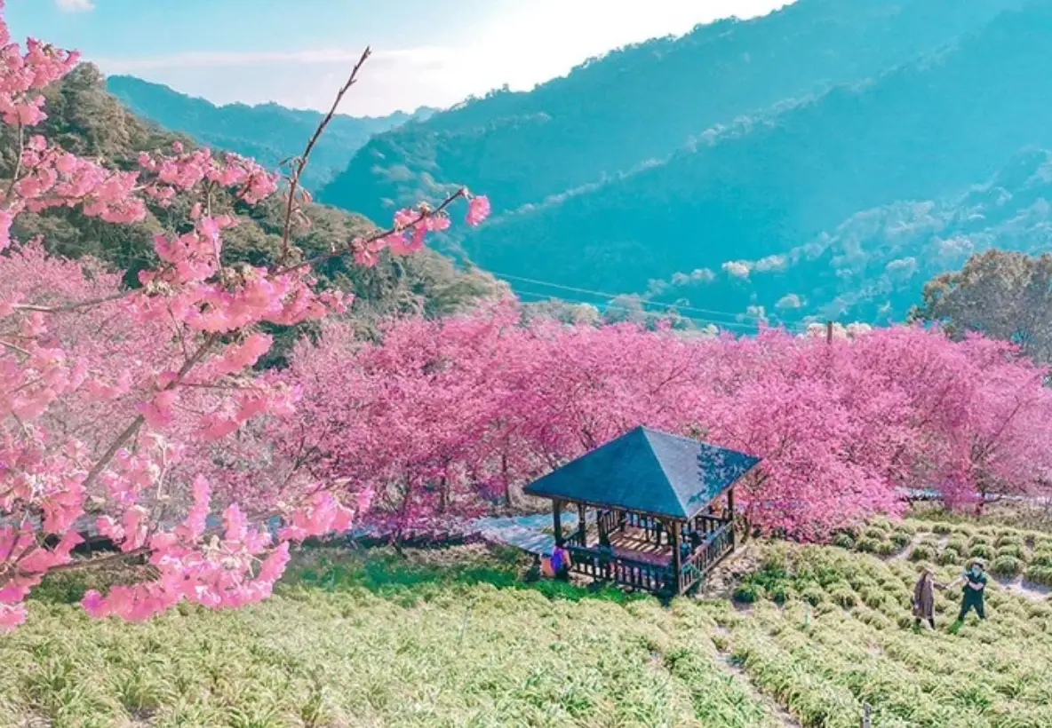 台中櫻花攻略