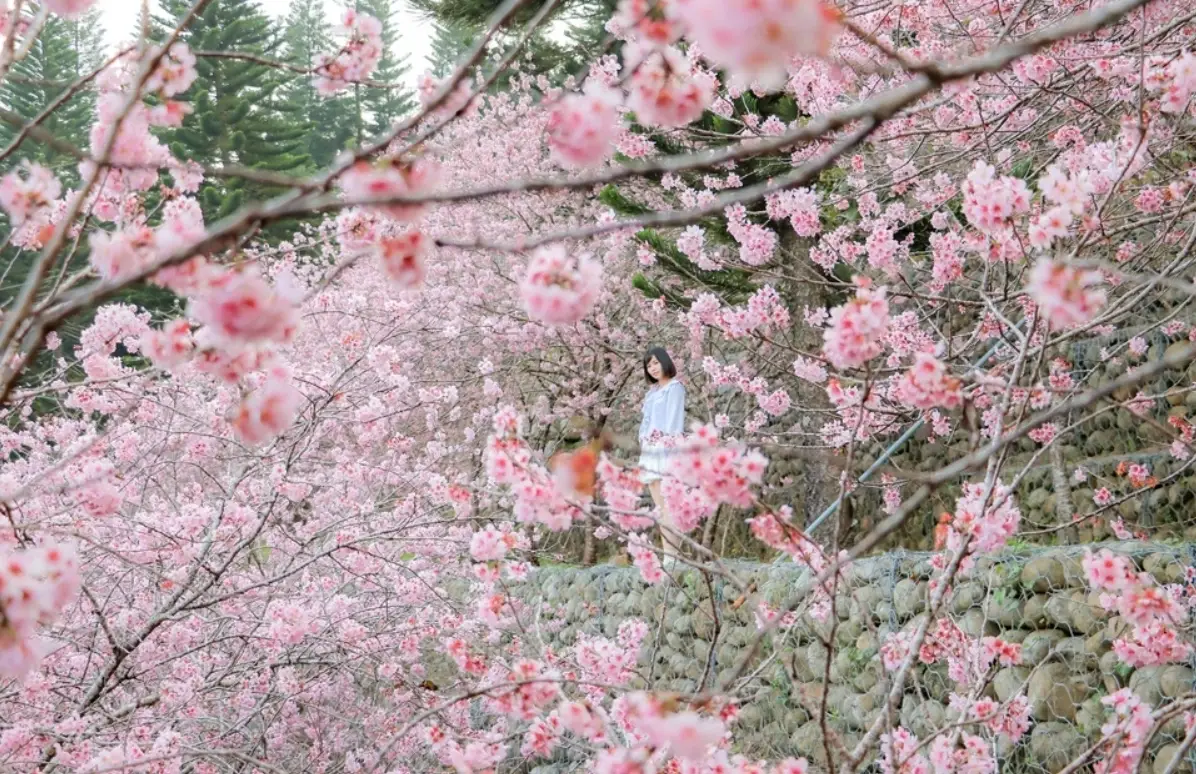 賞櫻景點 賞櫻景點