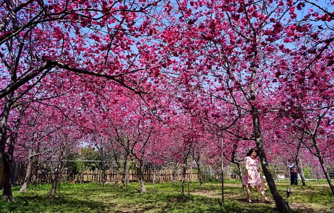 新社賞櫻景點