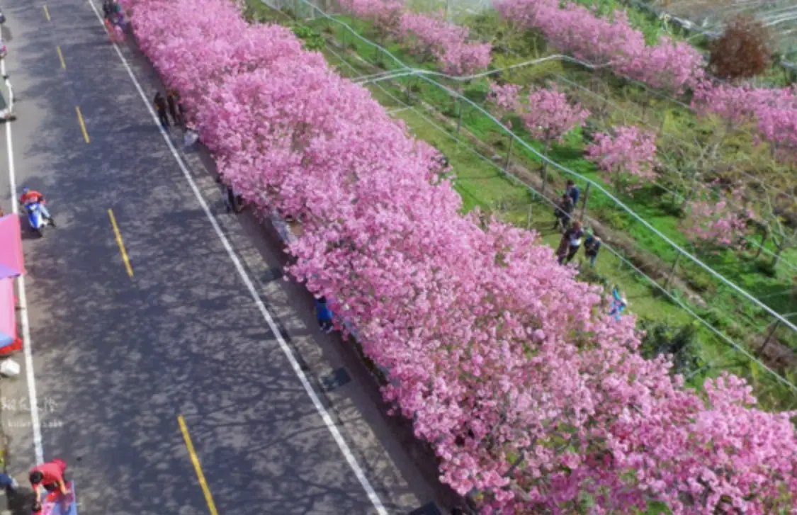 新社櫻花大道