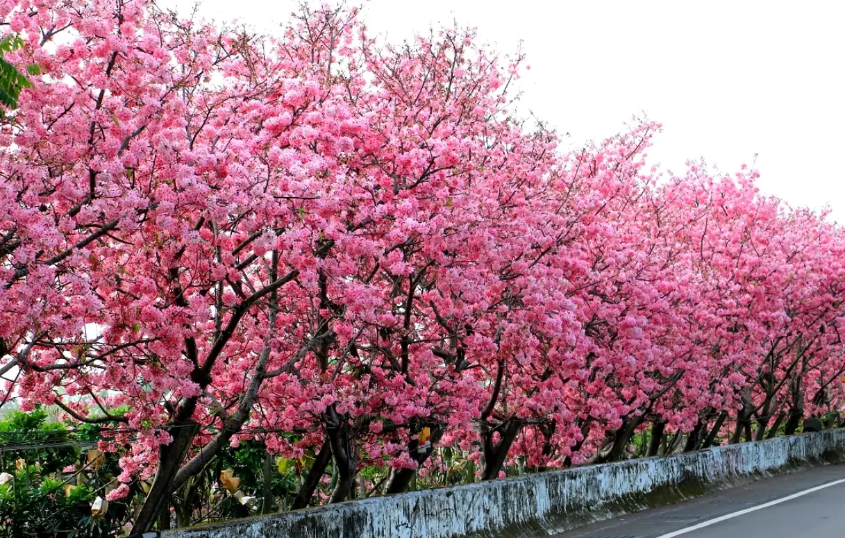 台中賞櫻景點