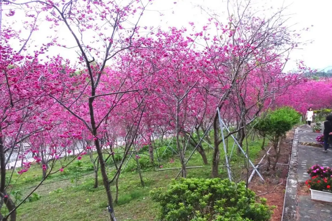 賞櫻景點 賞櫻景點