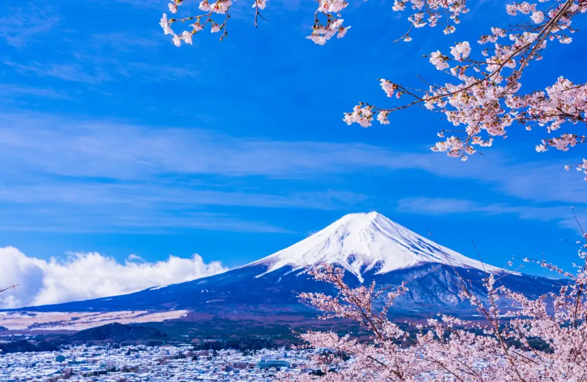 富士山賞櫻景點