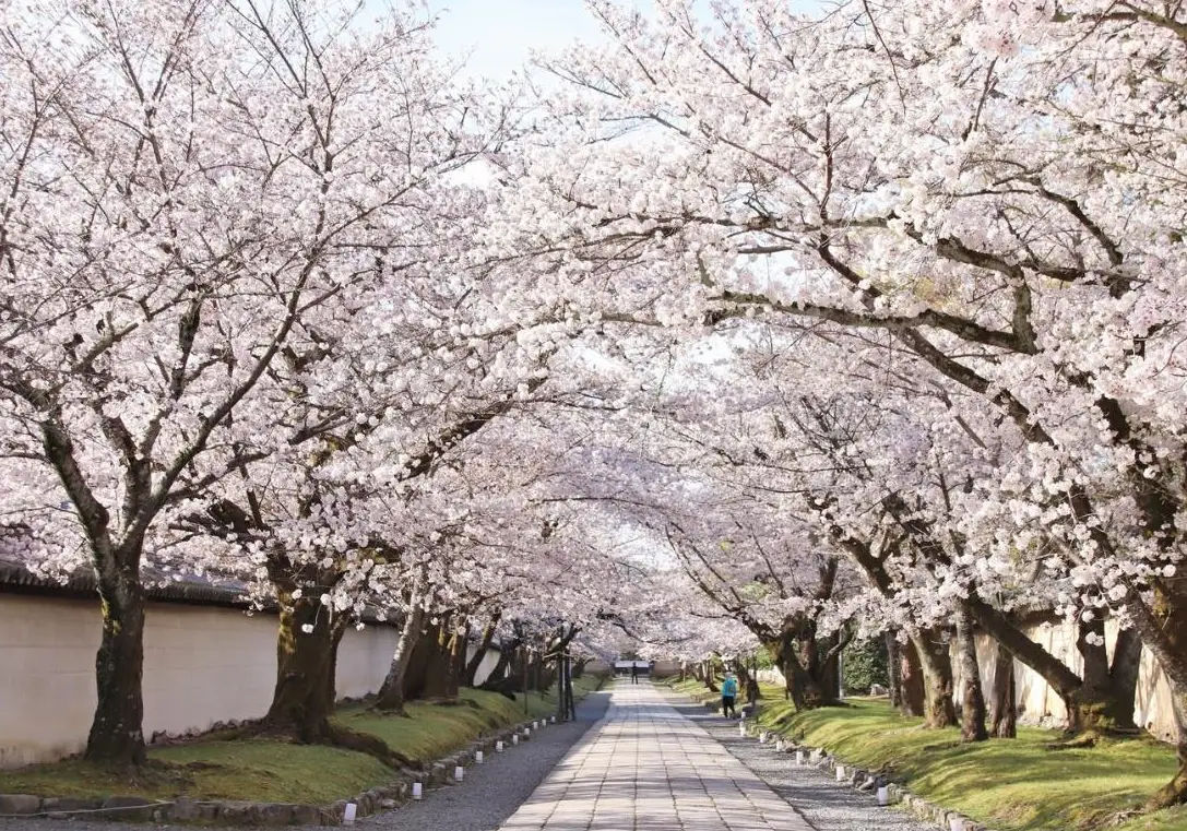 櫻花行程規劃 櫻花行程規劃