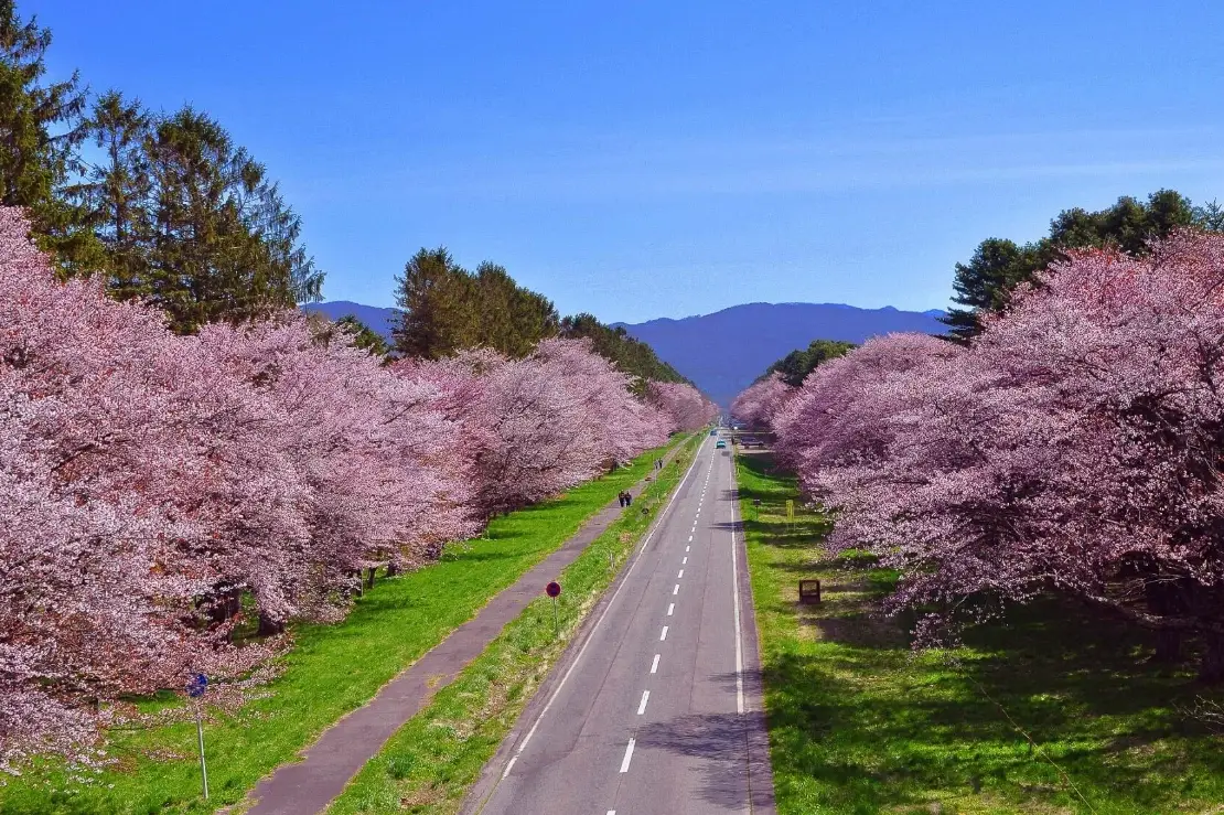 北海道賞櫻攻略