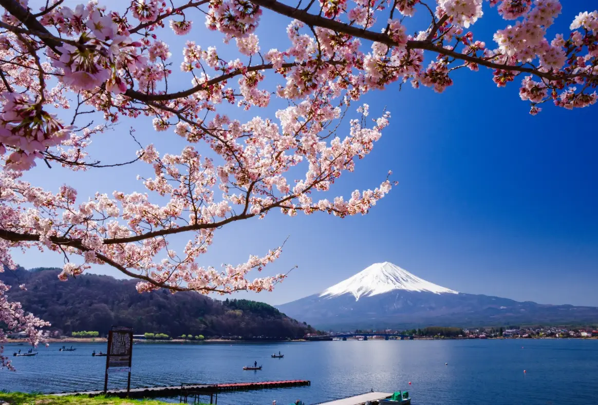 富士山櫻花季行程