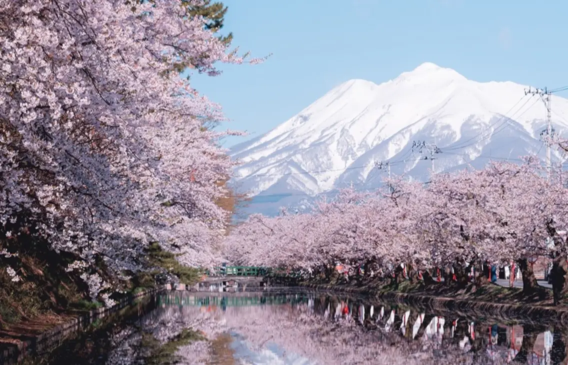 日本櫻花預測 日本櫻花預測