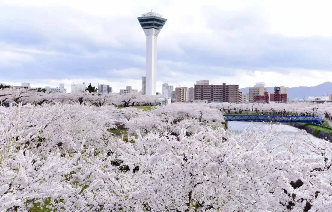 札幌櫻花景點