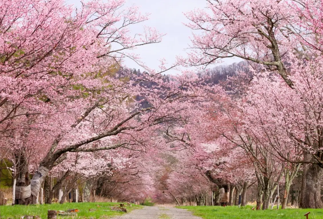 札幌櫻花景點