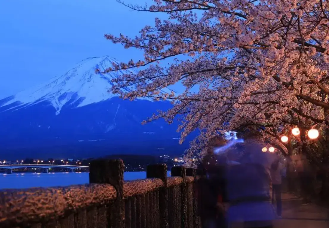 富士山櫻花預測