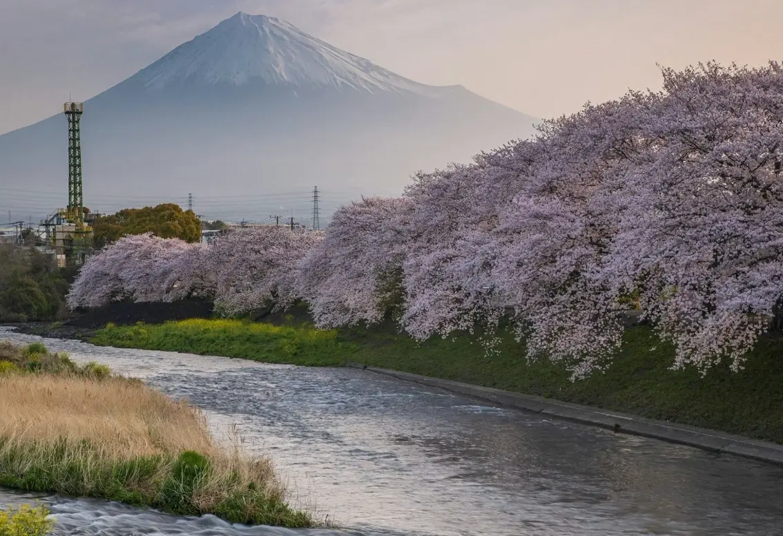 富士山櫻花預測