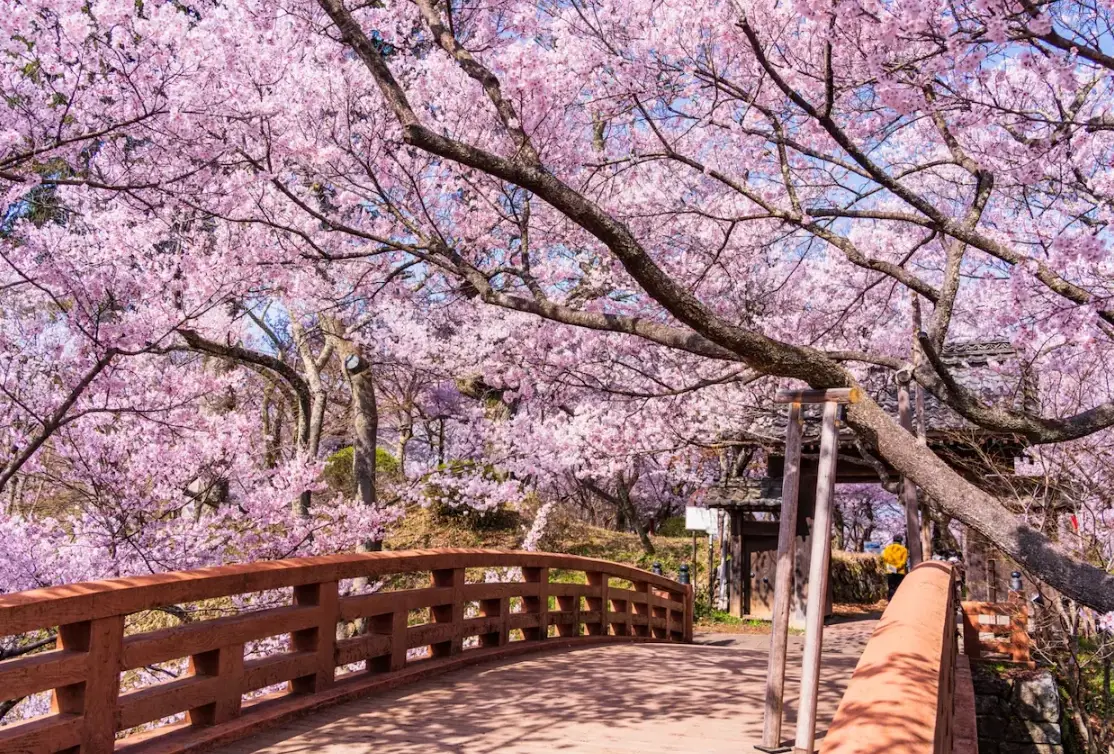 櫻花景點推薦 櫻花景點推薦