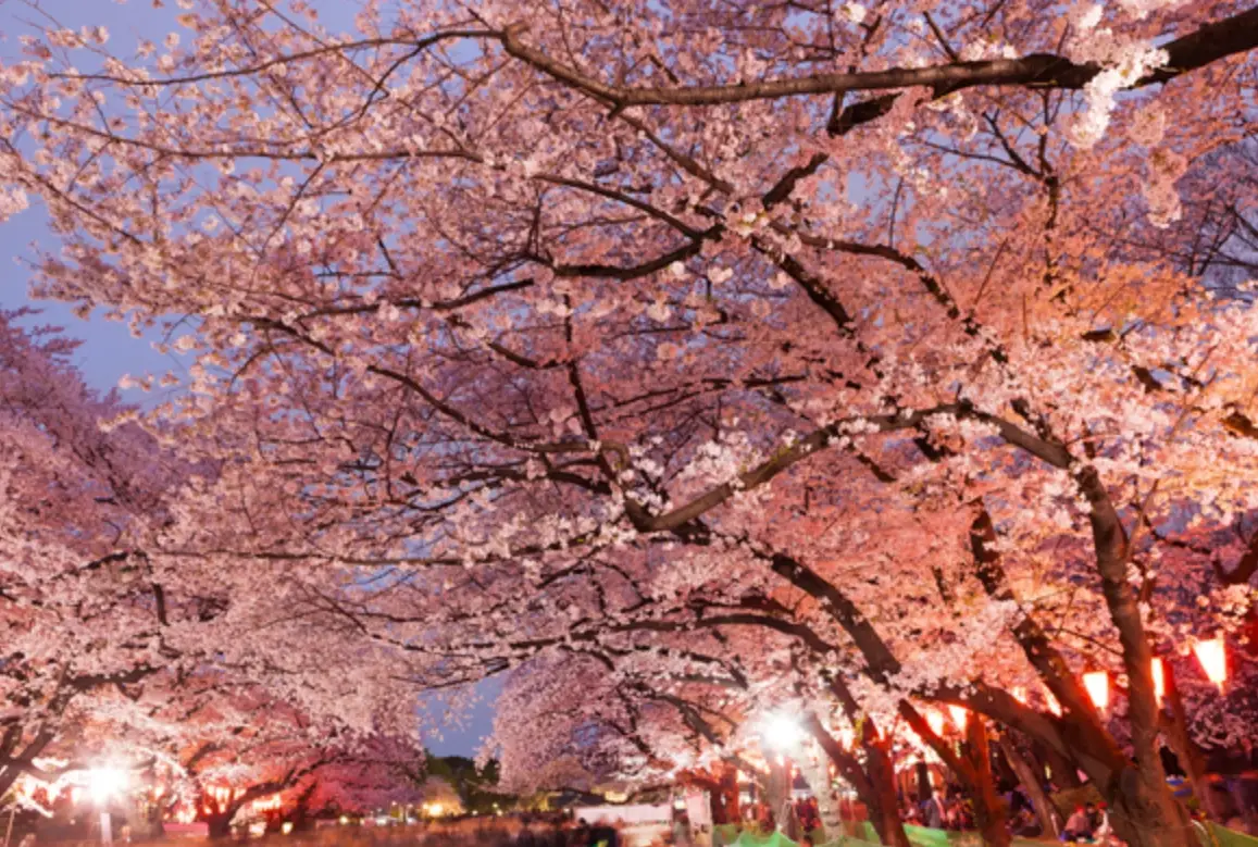 日本櫻花預測 日本櫻花預測